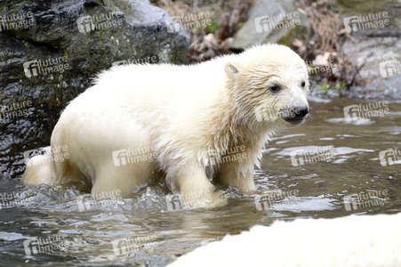 Fototermin mit Eisbärbaby in Berlin