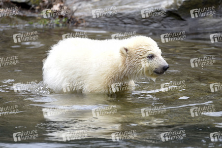 Fototermin mit Eisbärbaby in Berlin