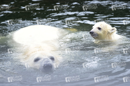 Fototermin mit Eisbärbaby in Berlin