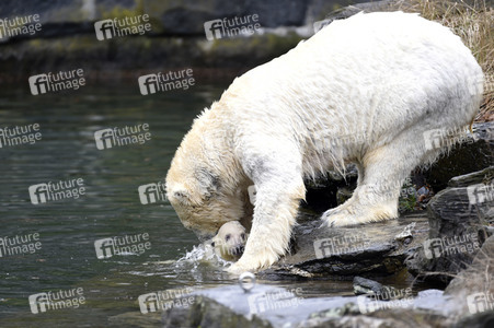 Fototermin mit Eisbärbaby in Berlin
