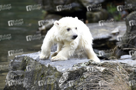 Fototermin mit Eisbärbaby in Berlin