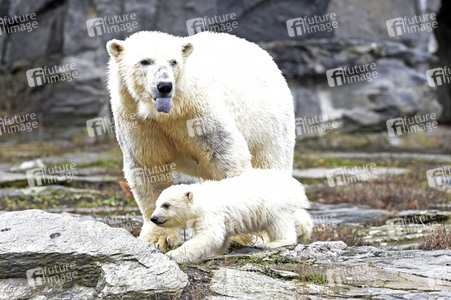 Fototermin mit Eisbärbaby in Berlin