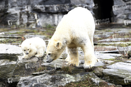 Fototermin mit Eisbärbaby in Berlin