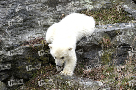 Fototermin mit Eisbärbaby in Berlin