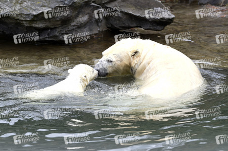 Fototermin mit Eisbärbaby in Berlin