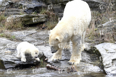Fototermin mit Eisbärbaby in Berlin
