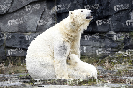 Fototermin mit Eisbärbaby in Berlin
