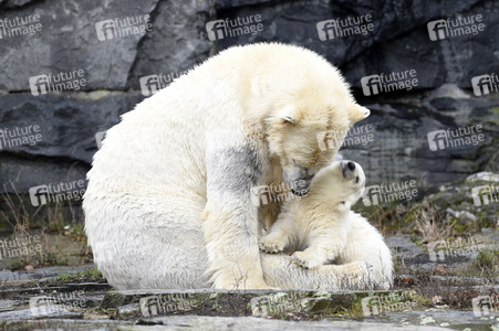 Fototermin mit Eisbärbaby in Berlin