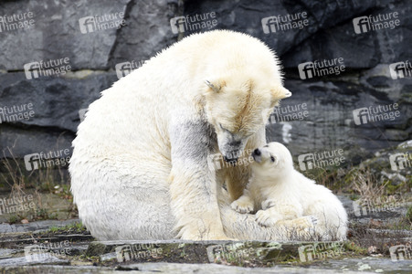 Fototermin mit Eisbärbaby in Berlin