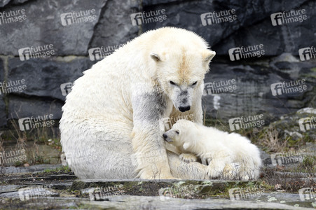 Fototermin mit Eisbärbaby in Berlin