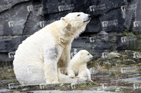 Fototermin mit Eisbärbaby in Berlin