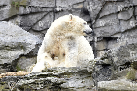 Fototermin mit Eisbärbaby in Berlin