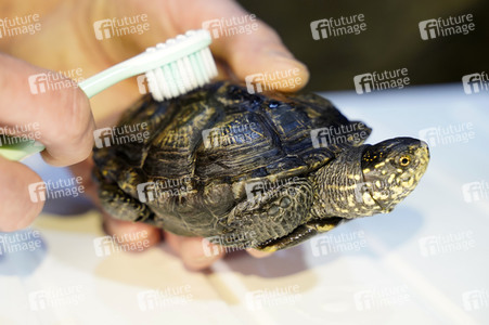 Frühjahrsputz im AquaDom & Sea Life Berlin