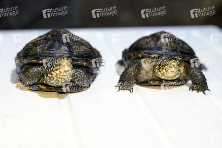 Frühjahrsputz im AquaDom & Sea Life Berlin