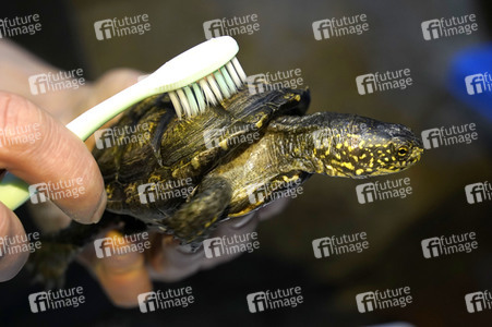 Frühjahrsputz im AquaDom & Sea Life Berlin