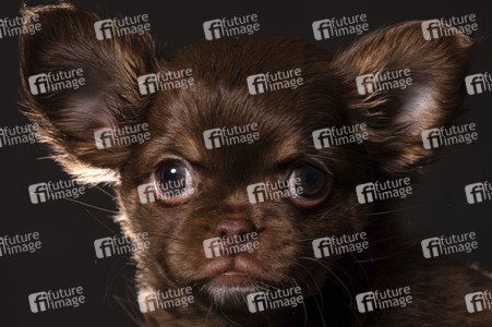 Symbolfoto Schoßhund