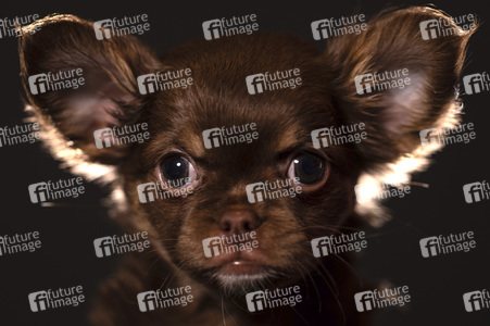 Symbolfoto Schoßhund