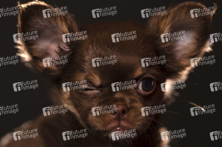 Symbolfoto Schoßhund