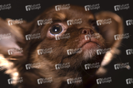 Symbolfoto Schoßhund