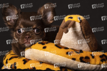 Symbolfoto Schoßhund