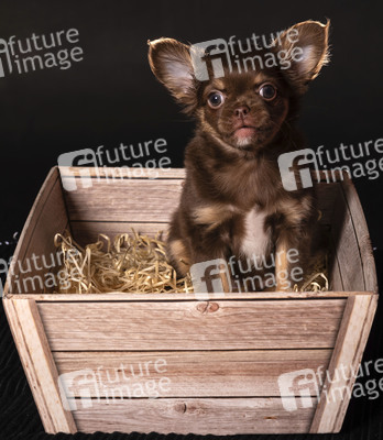 Symbolfoto Schoßhund