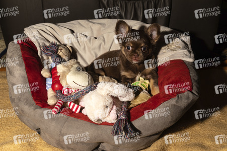 Symbolfoto Schoßhund