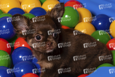 Symbolfoto Schoßhund