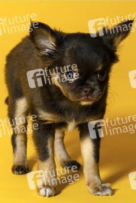 Symbolfoto Schoßhund
