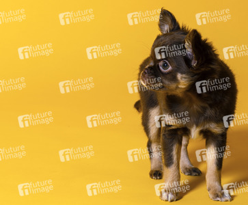 Symbolfoto Schoßhund