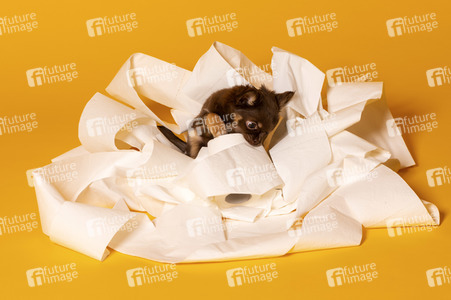 Symbolfoto Schoßhund