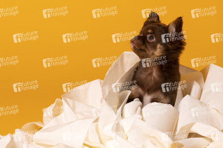 Symbolfoto Schoßhund