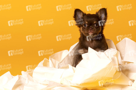 Symbolfoto Schoßhund