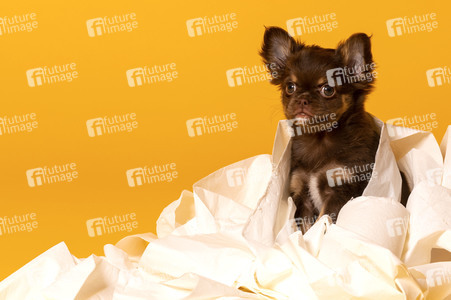 Symbolfoto Schoßhund