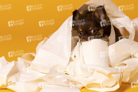 Symbolfoto Schoßhund