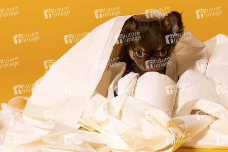 Symbolfoto Schoßhund