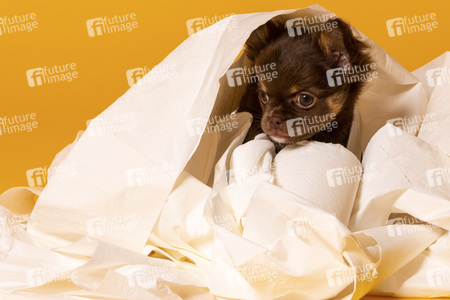 Symbolfoto Schoßhund