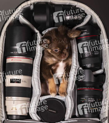 Symbolfoto Schoßhund