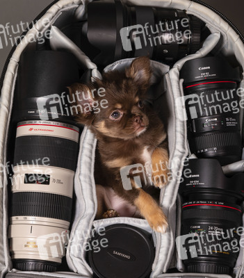 Symbolfoto Schoßhund