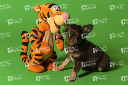 Symbolfoto Schoßhund