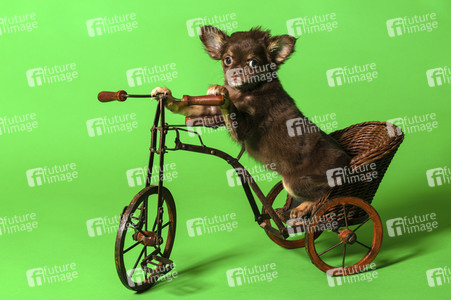 Symbolfoto Schoßhund