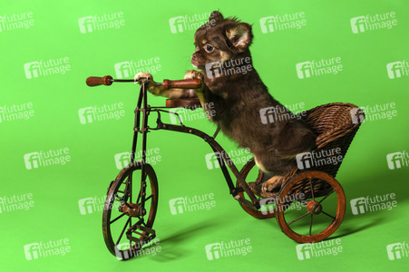 Symbolfoto Schoßhund