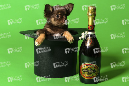 Symbolfoto Schoßhund