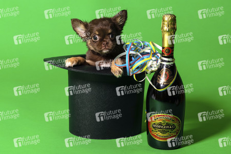 Symbolfoto Schoßhund