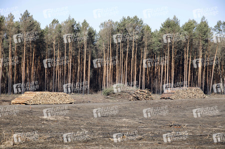 Waldbrandflächen bei Treuenbrietzen