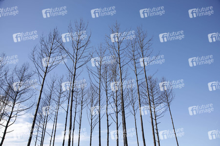 Waldbrandflächen bei Treuenbrietzen