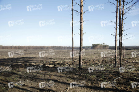Waldbrandflächen bei Treuenbrietzen