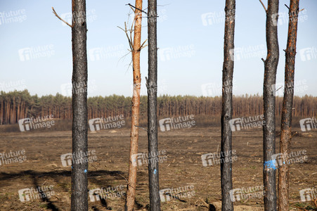 Waldbrandflächen bei Treuenbrietzen