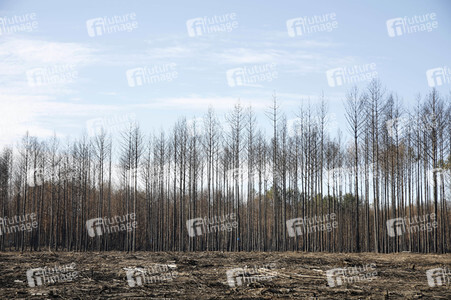 Waldbrandflächen bei Treuenbrietzen