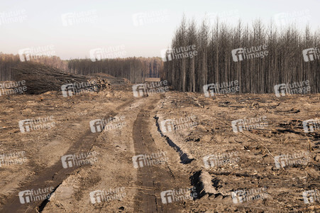 Waldbrandflächen bei Treuenbrietzen