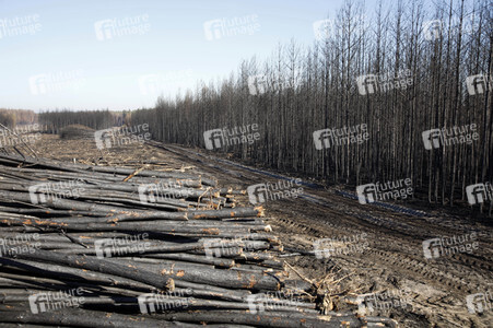 Waldbrandflächen bei Treuenbrietzen